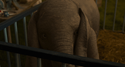 Dumbo GIF by Walt Disney Studios