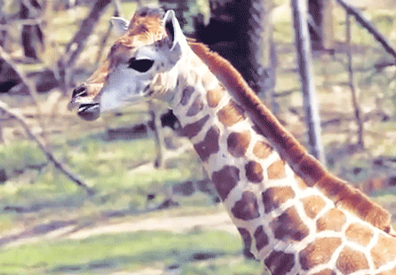 Cute Giraffe GIFs - Find & Share on GIPHY