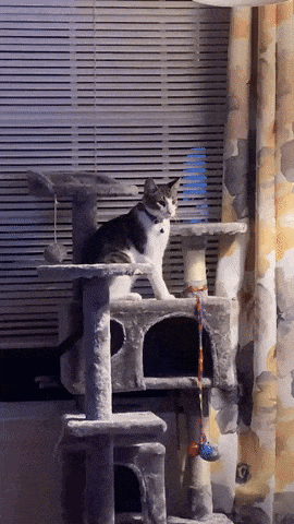 Miscalculation in cat gifs