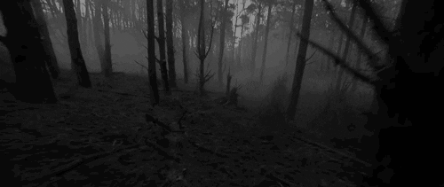 black and white halloween forest happy halloween horror