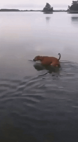 When you feel something under water in dog gifs