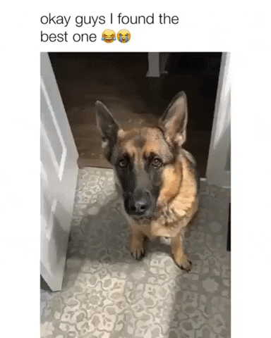 Story of a good boi in dog gifs