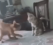 Fight to love in cat gifs