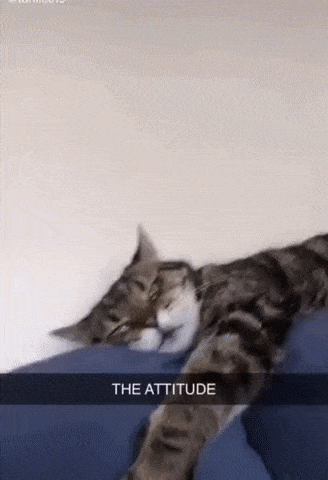 The attitude in cat gifs