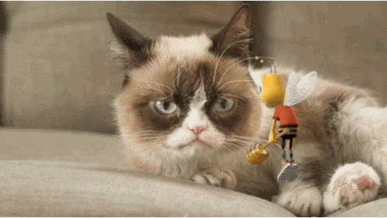 Grumpy Cat Memes Funny Clean Gifs 12 Funny Cat Memes Gif Factory - Vrogue