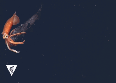 Если вы боитесь жутких тварей, живущих в глубинах океана, то вам лучше это не смотреть твари из глубин океана, рыбы из глубин океана, обитатели глубин океана, рыбы живущие глубоко в океане