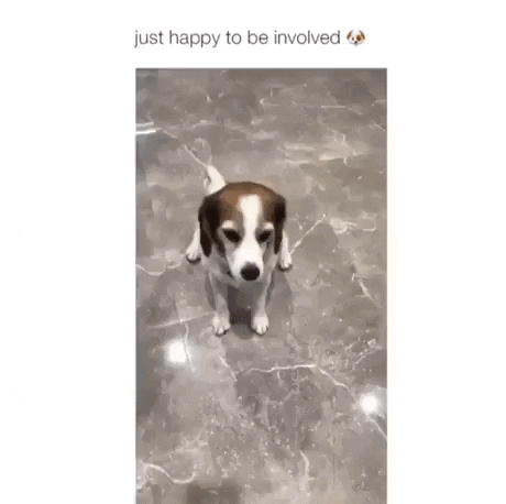 Just happy to be involved in dog gifs