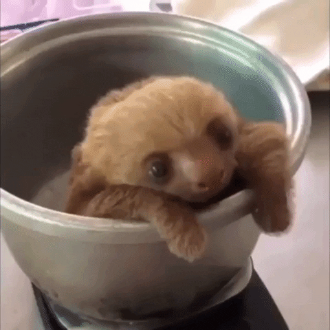 Baby sloth gif