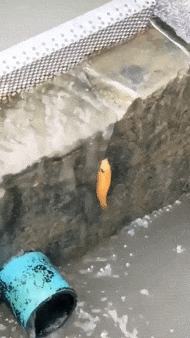 Fish climbing the wall in wow gifs