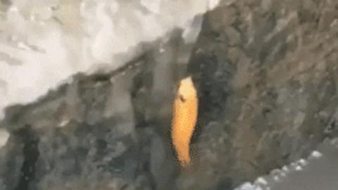 Fish climbing the wall