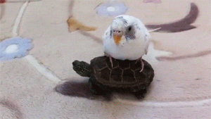 bird turtle