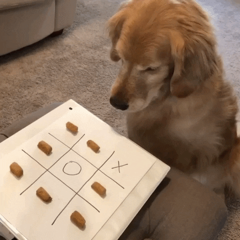 Golden Retriever playing tic-tac-toe with dog treats