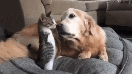Dog Boops Two-Legged Tabby Kitten Cute Aww Mood