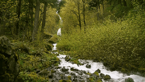 green nature beauty cinemagraph waterfall