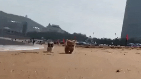 Catto on beach