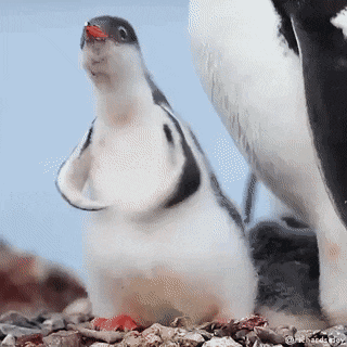 Baby Penguin Flapper GIF by MOODMAN - Find & Share on GIPHY