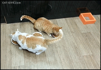 Hungry Cats GIF