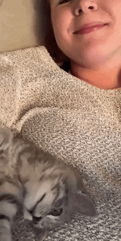 Cutest gif of the day in cat gifs
