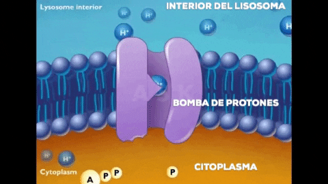 Bomba De Protones GIF - Find & Share on GIPHY