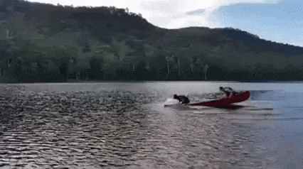 They dont need paddles in funny gifs