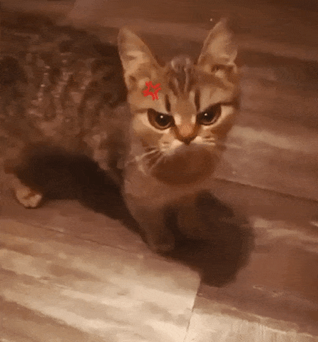 Grumpy Brown Tabby Cat Frown Powerful Cat Aura