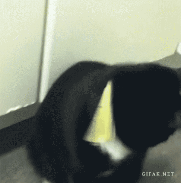 Confused Freak Out GIF - Find & Share on GIPHY