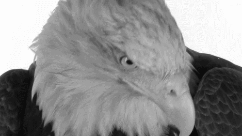 Eagle GIF - Find & Share on GIPHY