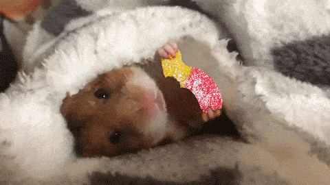 Trolli cute candy hamster cute animals