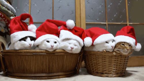 jelly cat santa