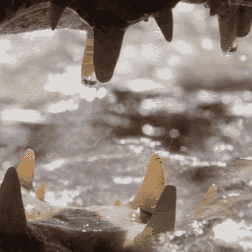 Jaws GIF Find & Share on GIPHY