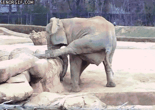 Cheezburger animals elephant yoga grabbing