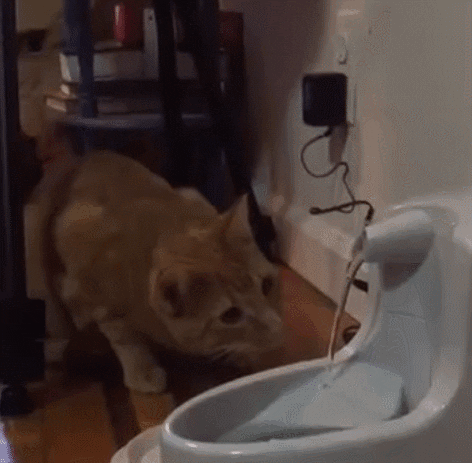 Cat Comprehend GIF - Find & Share on GIPHY