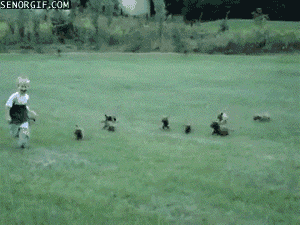giphy.gif