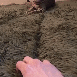 What kind of cat is this in funny gifs