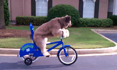 bike bicycle dog