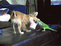 animals fighting parrot chihuahua give it to me