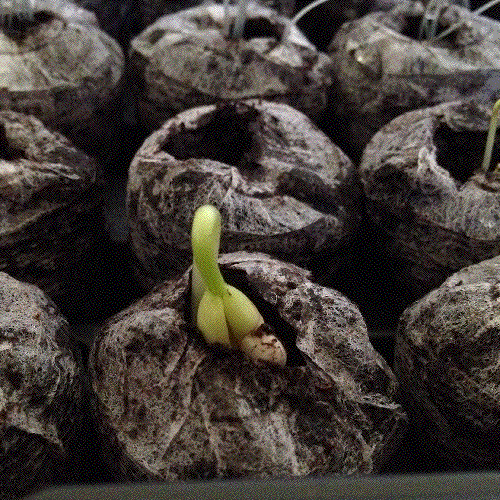 Biology GIF Find & Share on GIPHY