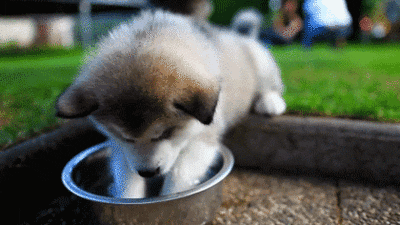 Cute Animal GIF - Find & Share on GIPHY