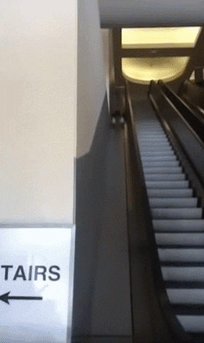 Stairs GIF - Find & Share on GIPHY