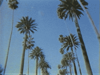 Palm Trees GIFs - Find & Share on GIPHY
