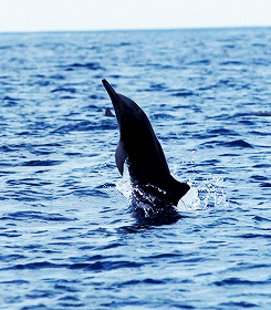 animals jump ocean swim dolphin