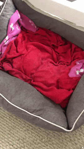 Bought a new bed for cat in cat gifs