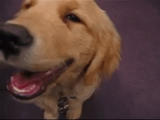 Golden Retriever Puppy GIF - Find & Share on GIPHY