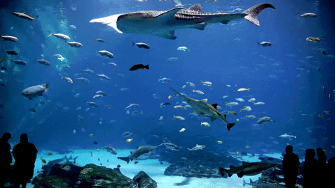 ocean tank voyager georgia aquarium