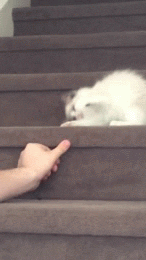 giphy.gif