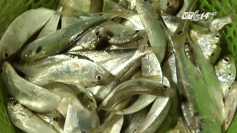 thành phần dinh dưỡng của cá mòi