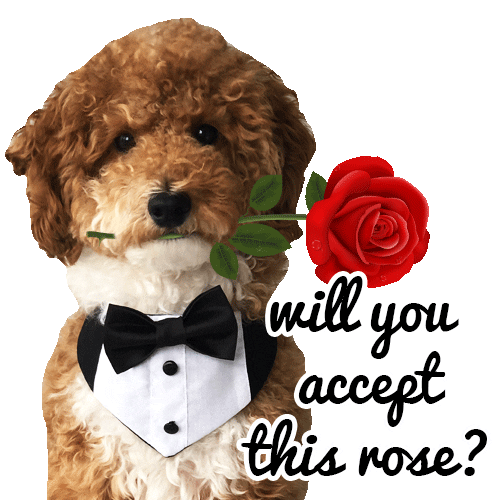 The Bachelor Rose Sticker for iOS & Android GIPHY