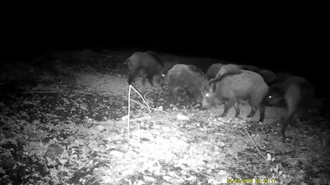 Best Wireless Trail Camera Cellular Hunting Cam
