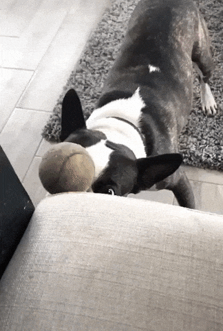 Talent determination and focus in dog gifs