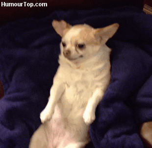 Anime Bite Gif Funny Chihuahua Gifs Bodycowasung